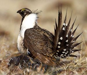 Sage Grouse: The bird that addicted me to bird watching. -- Wikipedia photo