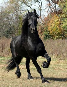 I've never seen a horse I thought more beautiful than the Friesian. -- Wikipedia Photo  