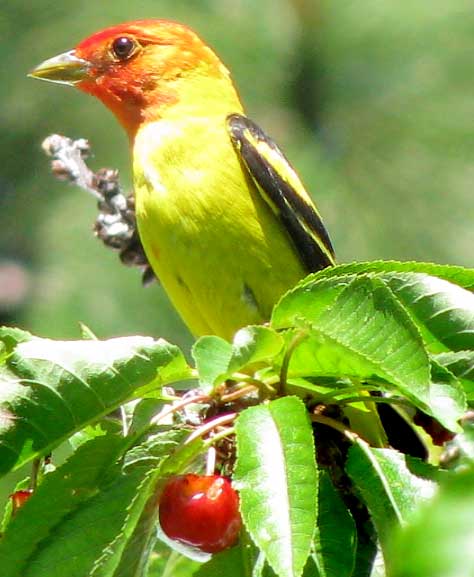 Western tanager -- Wikipedia photo