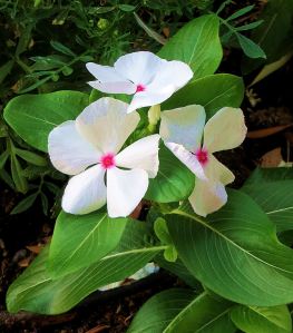 Simple and elegant -- Photo by Pat Bean