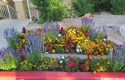 Blooming this morning. -- Photo by Pat Bean 