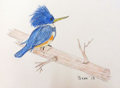 Belted kingfisher: I tried to capture the jazzy look and attitude of kingfishers in this sketch. 