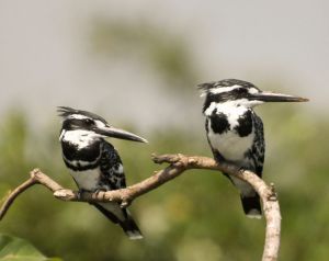 A couple of pied kingfishers, which were among the favorite birds I saw in Africa. -- Wikipedia photo 