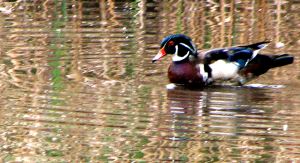 BeusPond1_May25_2007