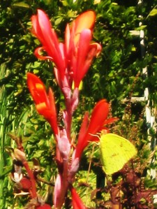 Do cloud sulphur butterflies dream? -- Photo by Pat Bean 