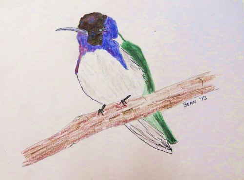 A male costa hummingbird. The female lacks the bright colors, being mostly green and white. -- Pat Bean illustration. 