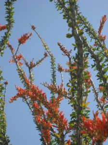 This morning I took delight in a blooming ocotillo, which until it flowers looks like little more than a bunch of sticks stuck together in the ground. -- Photo by Pat Bean 