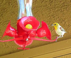 But when a more colorful adult landed, I finally knew my nectar thief was a verdin. -- Photo by Pat Bean 