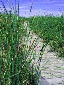 We never know what we're going to encounter on the path of life. And I wouldn't want it any other way. -- Photo by Pat Bean 