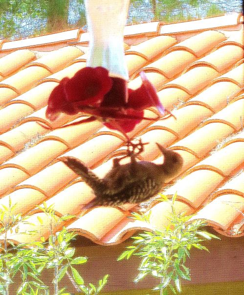 A hungry gila woodpecker. He drank for about five minutes. -- Photo by Pat Bean
