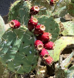 The desert's many varieties of cactus and their flowers fascinate me. -- Photo by Pat Bean