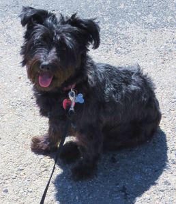 Pepper, dripping wet, comes in at just under 20 pounds. She was smart enough this morning to call for her when she was surrounded by three coyotes twice her size. Thankfully she was unharmed. Photo by Pat Bean 