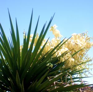I'm currently exploring the desert landscape, which includes lots of yucca plants,  in Tucson, where my itchy feet have agreed to rest for a bit. -- Photo by Pat Bean 