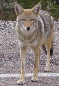 This coyote, photographed beside an Arizona highway, probably weighs 35-40 pounds  -- Wikipedia photo 