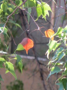The first sign of autumn from my balcony window. -- Photo by Pat Bean 