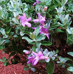 This is a close-up of the lavender blossoms on the bush next to the tree, which a gardener neatly trimmed. I can't help but wonder how many  blossoms were lost to the trimming tool. -- Photo by Pat Bean 