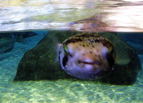 Who's looking at who? -- Photo by Pat Bean 