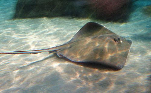 Just passing by. -- Photo by Pat Bean 