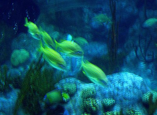 Yellow is the color of these school uniforms 