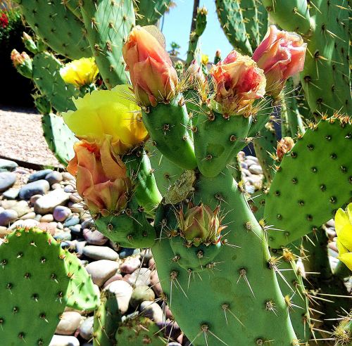 Pink and yellow and thorny. -- Photo by Pat Bean 
