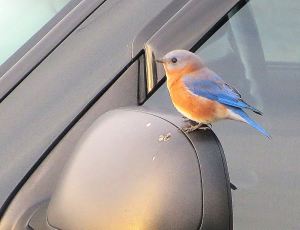 This is an eastern bluebird that I photographed in the Natchez Trace as he sat on the rearview mirror of my RV. Hes cute, too, isn't he? == Photo by Pat Bean 