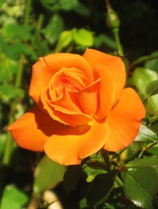 How many times have you been pricked by a rose bush thorn? -- Photo by Pat Bean 