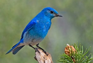 Male mountain bluebird. Have you ever seen anything bluer? -- Wikipedia photo 