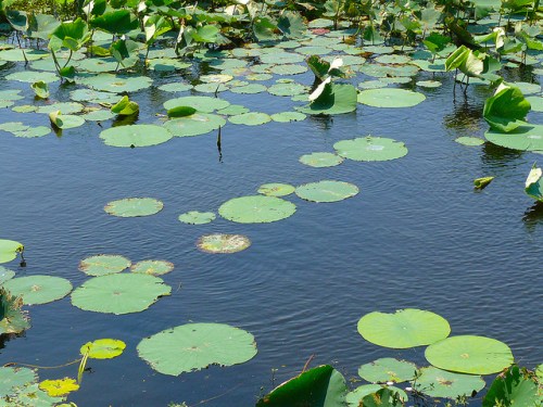 A lily pad pond at Atwater's National Wildlife Refuge. -- Flick'r photo 
