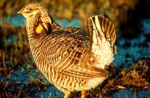 These birds today can only be found in the will at the Attwater Prairie Chicken National Wildlife Refuge near Eagle Lake, Texas, and the Texas City Prairie Preserve near Texas City.  -- Wikimedia photo 
