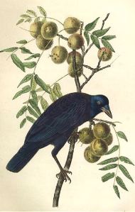 Even John James Audubon depicted a crow as looking a little wicked. Don't you agree. 