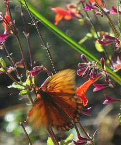 It was also a day for butterflies. You just never know what beauty will turn up in just a couple of stolen hours. -- Photo by Pa Bean 