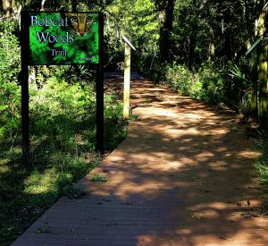 The magical path leading into Bpbcat Woods at San Bernard National Wildlife Refuge. -- Photo by Pat Bean 