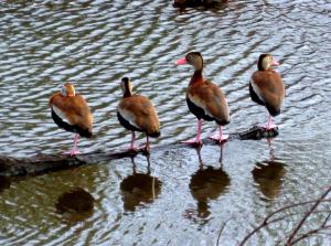 I didn't get a picture this day of the black-bellied whistler, but here's a shot I took of them at Texas' Brazos Bend State Park a while back. -- Photo by Pat Bean 