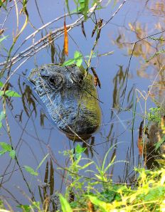 The hissing alligator. -- Photo by Pat Bean 