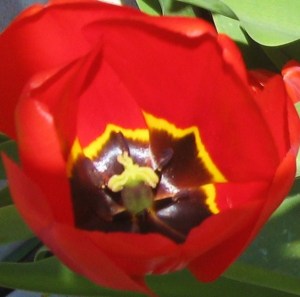 If we're lucky we get to smell the flowers along the way. -- Photo by Pat Bean