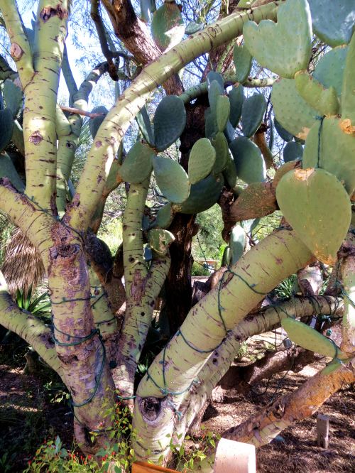 The Palo Verde tree and Mission Cactus growing in Tucson's Tono Chul Park have made a connection. Without the support of the tree, the cactus could never have grown so large, while the large pads of the cactus help capture rain water that gives the tree extra moisture. -- Photo by Pat Bean