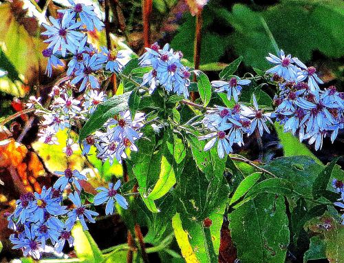 A bouquet of wildflowers from me to you this Saturday morning.  -- Photo by Pat Bean 