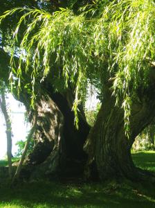 One tree, or two trees? Either way, there is a connection between them. I do love trees. -- Photo by Pat Bean 