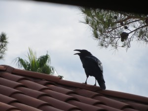 One of my roof-top ravens on an earlier day. -- Photo by Pat Bean
