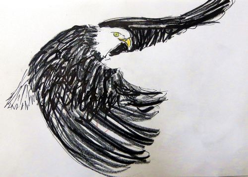 Fly free and high in the New Year. -- Quick sketch of bald eagle doing just that by Pat Bean