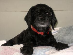 My beloved Maggie, who spent the first eight years with me in Gypsy Lee. She is still missed 