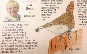 Among my own writings about my Grand Canyon trip was one about the canyon wren, which often serenaded us during our early mornings on the river. 