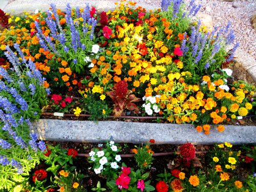Tucson has escaped the ugly cold and flowers can still be seen in front of my apartment complex. I thought I would share with my more northern friends. -- Photo by Pat Bean. 