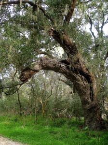 I wonder if the spirits of trees like this beauty in Brazos Bend State Park in Texas are infused into the paper I touch and use daily. 