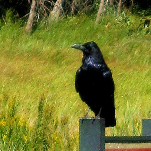 A raven in Yosemite. -- Photo by Pat Bean