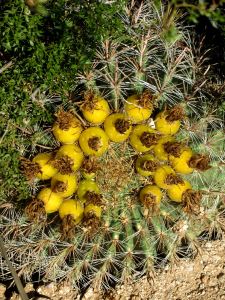 And of course cactus blooms as Tucson is located in the desert.  -- Photo by Pat Bean 