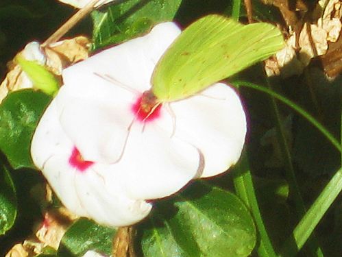 I'm always chasing butterflies. -- Photo by Pat Bean 