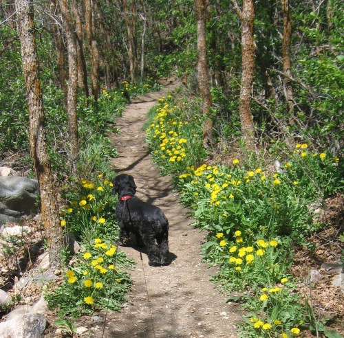 Of course when I hiked the benches of Mount Ogden in Utah, I wasn't exactly along. I always had Peaches or Maggie with me. Peaches would have torn the limbs off of anyone who tried to harm me. But, Maggie, who is shown here, would have been hiding behind me for protection.  -- Photo by Pat Bean 