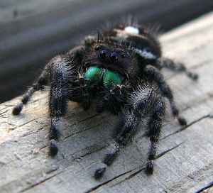 I know many people who are deathly afraid of spiders. I wonder what it is about this create that so inspires fear. -- Wikipedia photo 