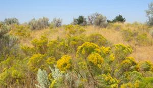 Patches of yellow on the landscape. -- Photo by Pat Bean